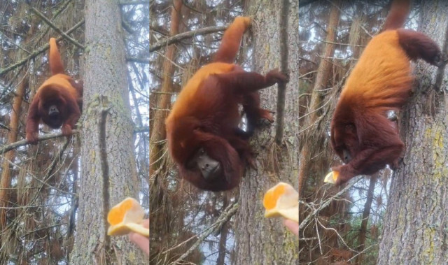 alimentan a mono aullador