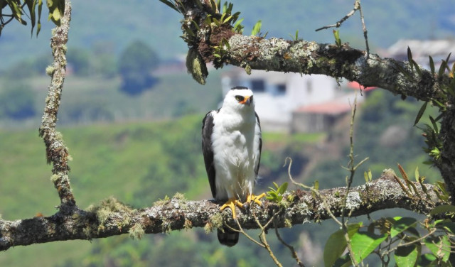 Águila enmascarada o águila blanquinegra (Spizaetus melanoleucus) Águila enmascarada o águila blanquinegra (Spizaetus melanoleucus)