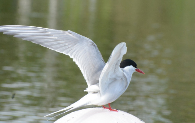 Gaviotín costero en Cameguadua, Chinchiná (Caldas) Gaviotín costero en Cameguadua, Chinchiná (Caldas)