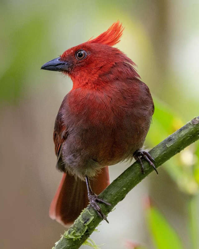 Habia copetona (Driophlox cristata).