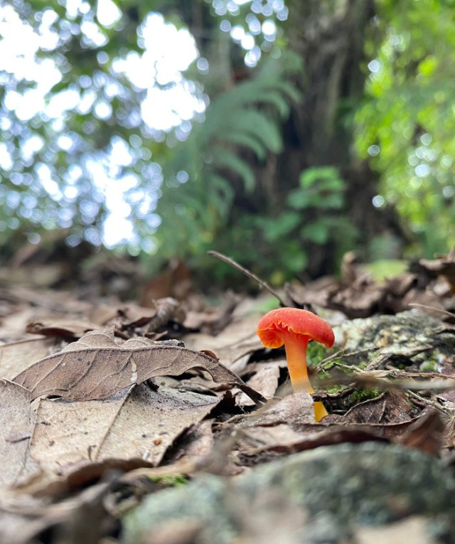Foto | Yeny Vanessa Rivera | LA PATRIA Yeny Vanessa Rivera recibió una mención especial en la categoría Biodiversidad CIGE.