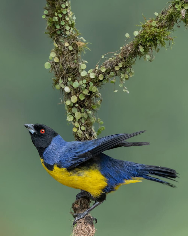 Tángara montana (Buthraupis montana).