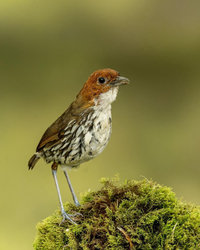 Tororoi comprapán (Grallaria ruficapilla)