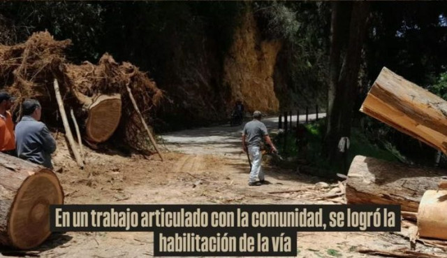 Caída de árbol en Marulanda