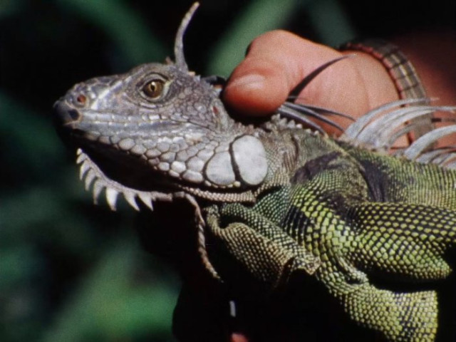 Foto | Cortesía La Vulcanizadora | LA PATRIA   Su primera proyección en Manizales fue el 25 de junio.