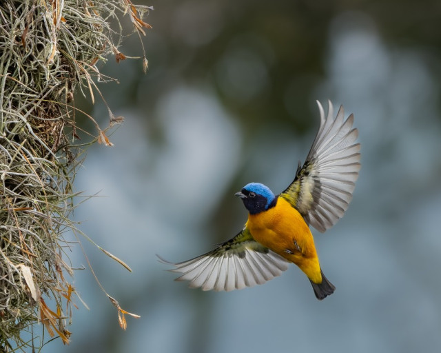 Mención categoría Aves. El nido espera, por David Paredes Bravo, de Manizales.