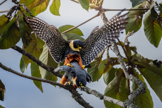 Mención categoría Aves. El vuelo de la continuidad, por Heiler Uribe Parra, de Armenia