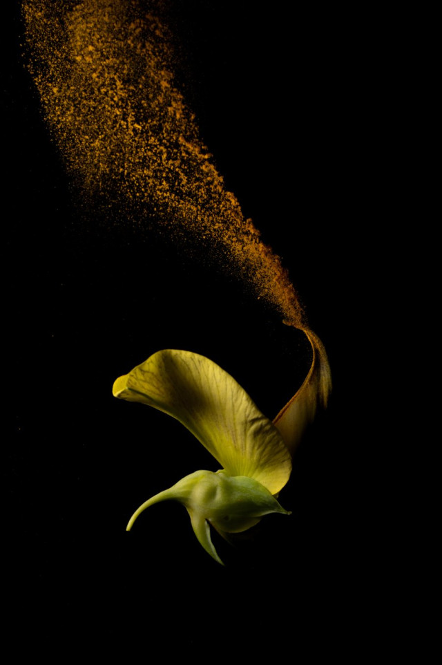 Mención en la categoría Flora y Fungi. En vuelo, por Claudia Ruiz Melendez, de Bogotá.