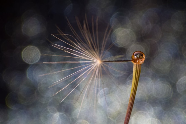 Mención en la categoría Flora y Fungi. Equilibrio, por Francheska Salazar Martínez, de Floridablanca.