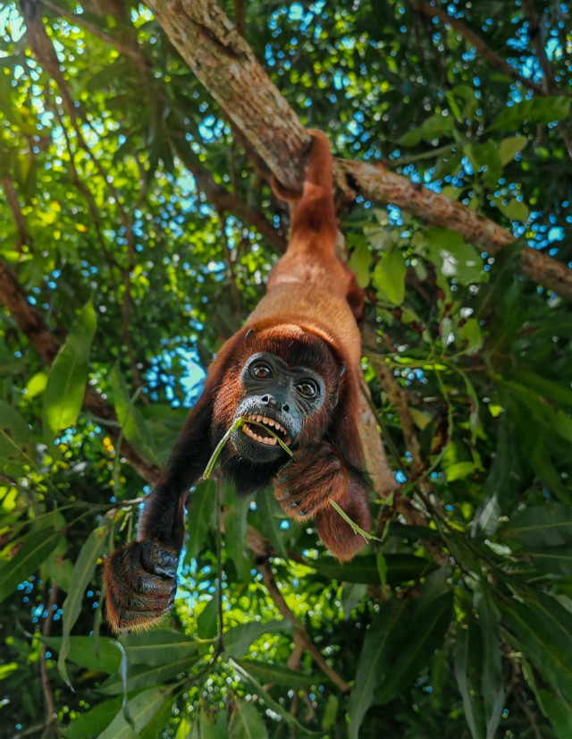 Mención categoría Fauna. Mono, por Diego Rodriguez García, de Bogotá.