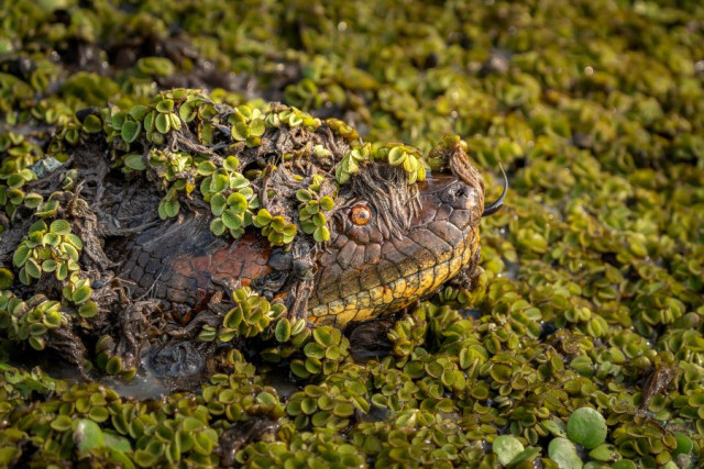 Mención categoría Fauna. Monstruo de los llanos, por María Paula Lozano Moreno, de Bogotá.