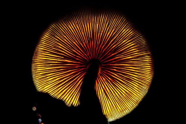 Mención en la categoría Flora y Fungi. Psicodélico, por Kristhian Castro Valencia, de Cali.