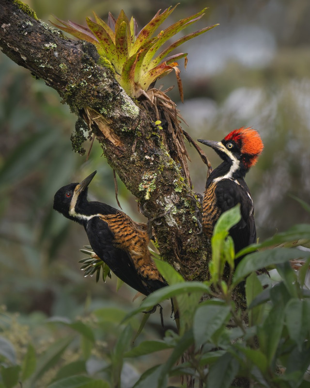 Mención categoría Aves. Carpinteros poderosos, por Luis Fernando Cáceres Gómez, de Bucaramanga.