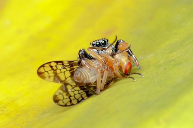 Mención categoría Fauna. Sin escape, por Ricardo Sinisterra Galeano, de Cali.