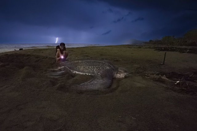 Primer puesto en la categoría Paz y justicia ambiental. El guardián incansable de las tortugas laúd, por Guillermo Ossa Riaño, de Sabaneta.