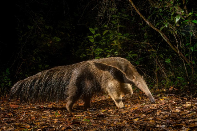 Primer puesto categoría Fauna. La palma que camina, por Sebastián Di Domenico, de Bogotá.