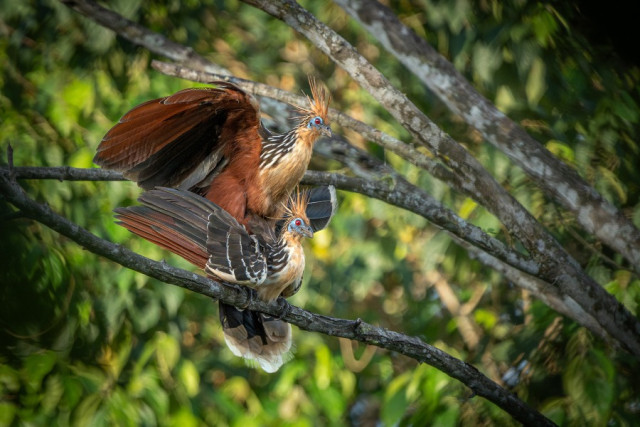 Segundo puesto categoría Aves. El beso de las pavas, por María Paula Lozano Moreno, de Bogotá.