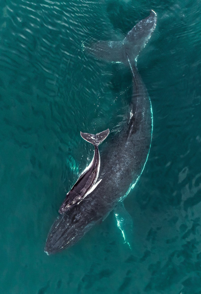 Segundo puesto categoría Fauna. Madre naturaleza, por Juan Daniel Mejía Arango, de Envigado.
