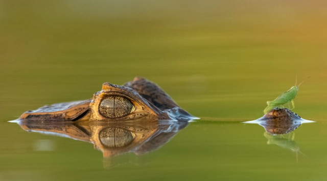 Tercer puesto categoría Fauna. El último viaje, por Diego Valbuena Varón, de Ibagué.