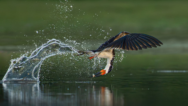 Tercer puesto categoría Aves. Elegante Control de Especies, por Guillermo Gómez Fernández, de Rionegro.