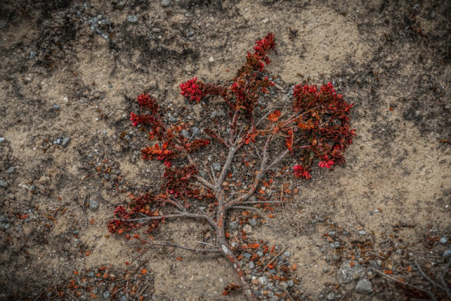 Tercer puesto en la categoría Flora y Fungi. Suelo arbóreo, Gustavo Acosta Alvarado, de Chía.