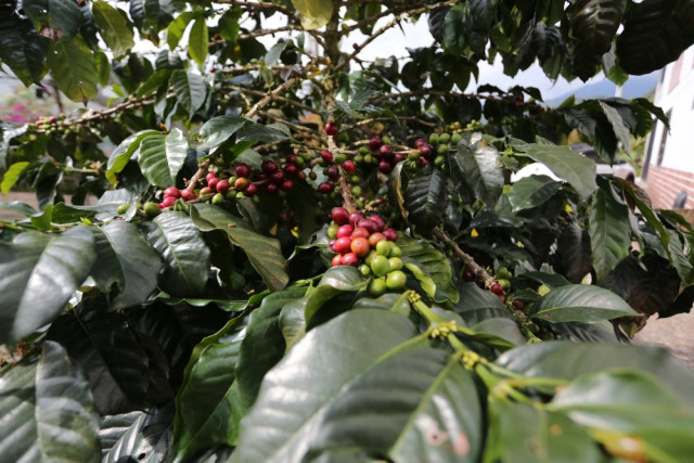 Algunos de los granos que da el árbol del antejardín de la casa de Adalberto.