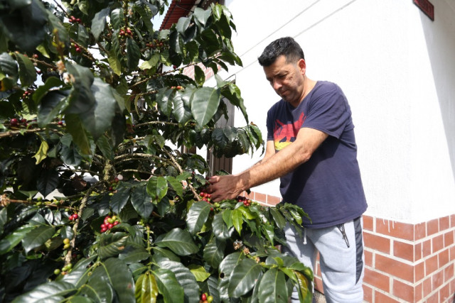 Algunos de los granos que da el árbol del antejardín de la casa de Adalberto.