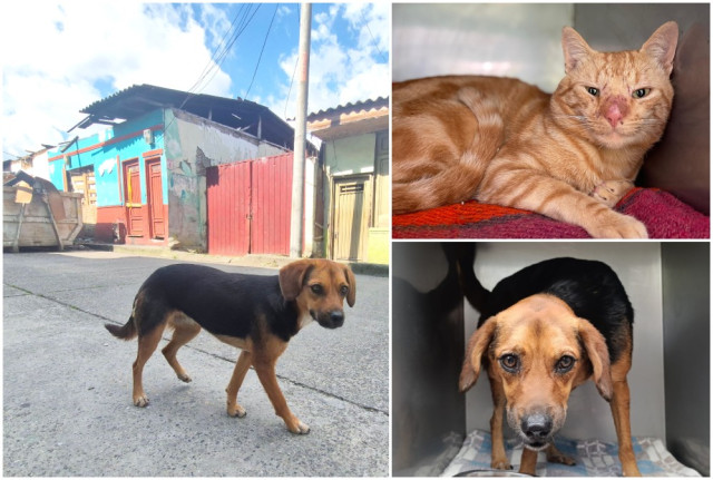 Tres mascotas quedaron abandonadas tras el incendio. Gracias a la denuncia de vecinos, fueron rescatadas por Protección Animal. En la imagen Luna buscando a su dueño y ahora en el albergue en compañía de uno de los gatos rescatados.