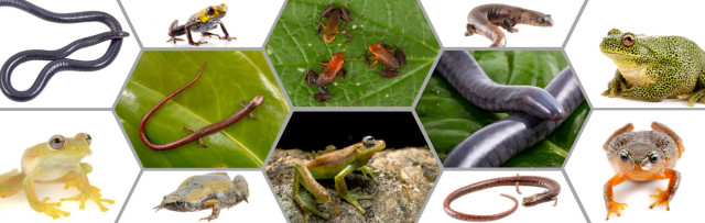 Colección Nacional de Anfibios: el archivo biológico que protege la memoria de Colombia