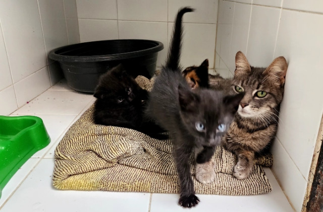 Esta gata tuvo sus crías en la UPA. Entre el 2024 y lo que va del 2025 se han realizado 1000 adopciones. Esta gata tuvo sus crías en la UPA. Entre el 2024 y lo que va del 2025 se han realizado 1000 adopciones.