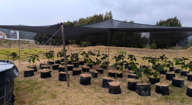 Hormona vegetal podría salvar cultivos de tomate de árbol en Boyacá