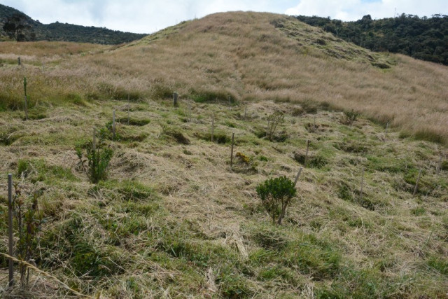 Cuenca alta de Río Blanco