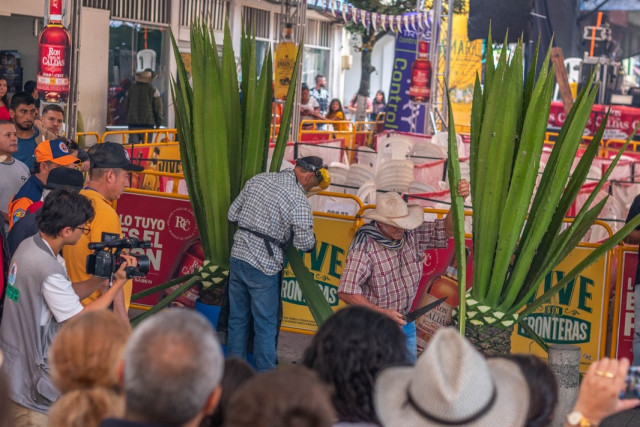 ​​​​​​​El concurso de la penca más larga es uno de los eventos más emblemáticos de la Fiesta de la Cabuya en Aranzazu, que a partir del 2025 empezó a celebrarse anualmente.