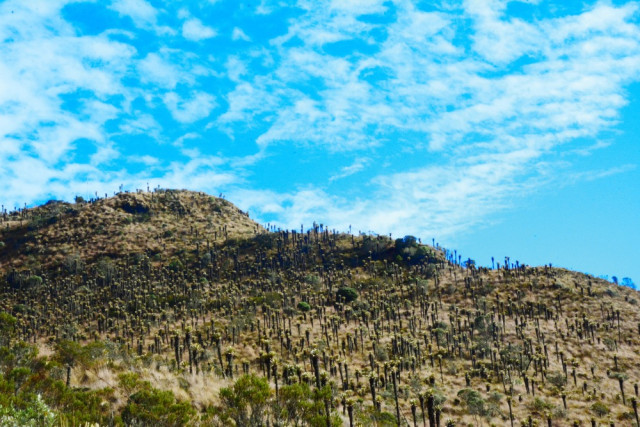 La neblina se disipó lo suficiente para permitir la vista de los frailejones que dominan el paisaje del páramo.