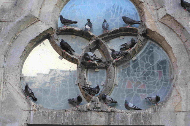 Las palomas son plagas invasoras en  el Centrosur