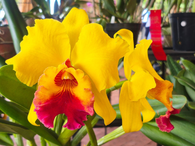 XX Exposición Nacional de Orquídeas: Así eligieron las mejores de la edición