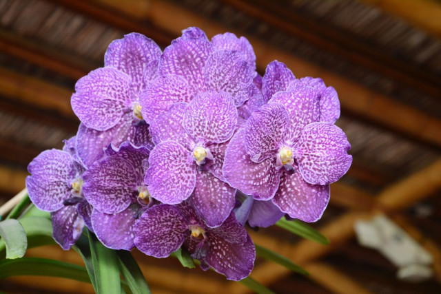 XX Exposición Nacional de Orquídeas: Así eligieron las mejores de la edición