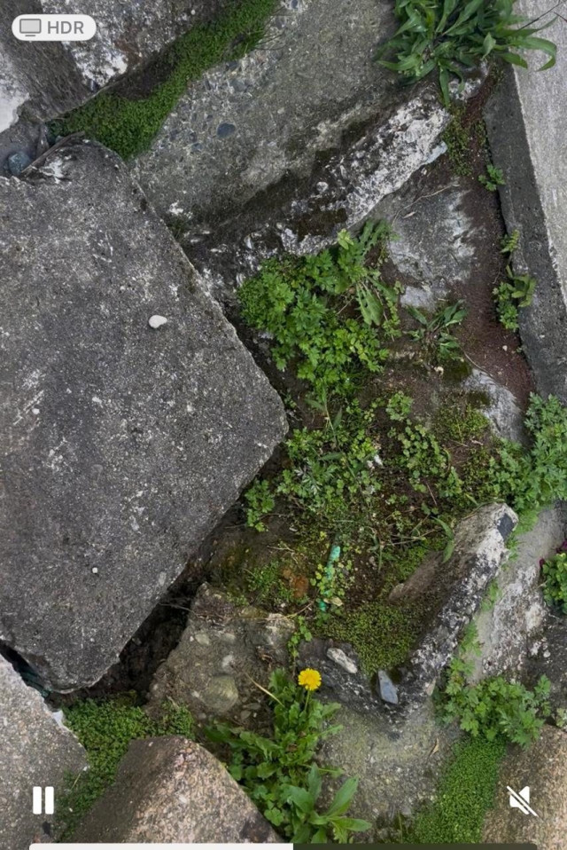 Mal estado de escalas Aquilino Villegas