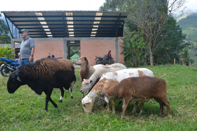 La granja desarrolla proyectos con ovinos de las razas Santa Inés y Pelibuey, orientados a demostrar que en una hectárea pueden mantenerse entre 7 y 10 animales, generando proteína animal y seguridad alimentaria para las familias rurales.