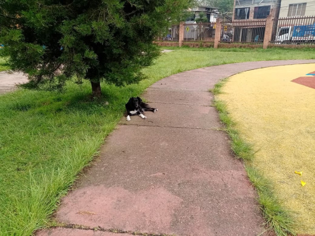 Denuncian que en el Parque de Bolìvar arrojan aceite a los árboles