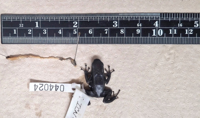 La dieta que sostiene a una rana venenosa en riesgo