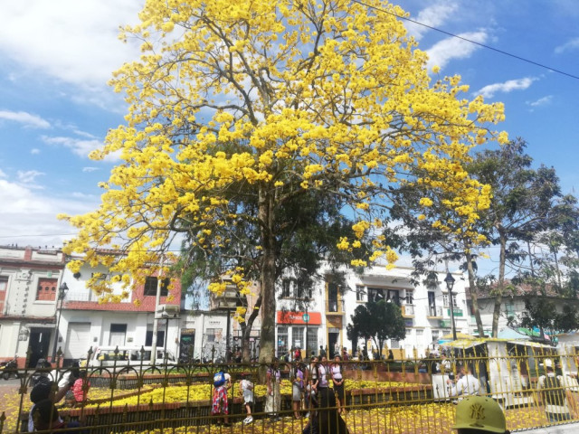 Así adornan el parque de San Sebastián los guayacanes.