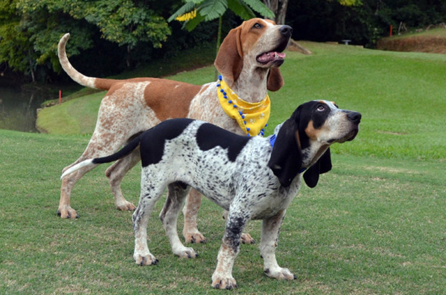 el que más cuidaban, porque tenía muchas condiciones para cacería.