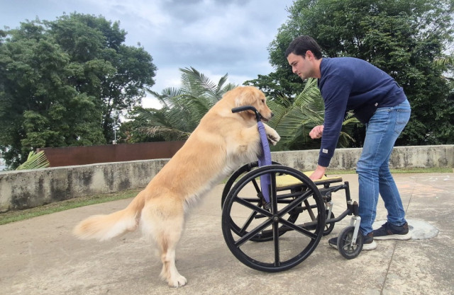 El primer paso ha sido ayudar a Mandarina a familiarizarse con la silla de ruedas, que puede resultar extraña. Posteriormente, se trabaja la obediencia desde esta condición, para que la perra asocie la silla con el entrenamiento y pueda asistir a una persona, incluso empujándola si es necesario.