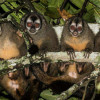 Monos nocturnos rondan por Ecoparque Los Yarumos: semillero de la U. de Caldas los observó