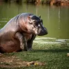 Esterilización, trasladarlos y confinarlos, medidas Minambiente para controlar hipopótamos