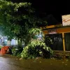 Caída de árboles por fuerte aguacero en La Dorada. 