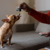 Persona dándole un suplemento a un perro con una pipeta.