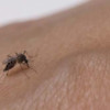 El dengue presenta síntomas como fiebre elevada, dolor de cabeza muy intenso, dolores musculares y articulares, náuseas, sarpullido, entre otros.