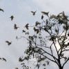 La garza ganadera (Bubulcus ibis) es una especie invasora que proviene de África.